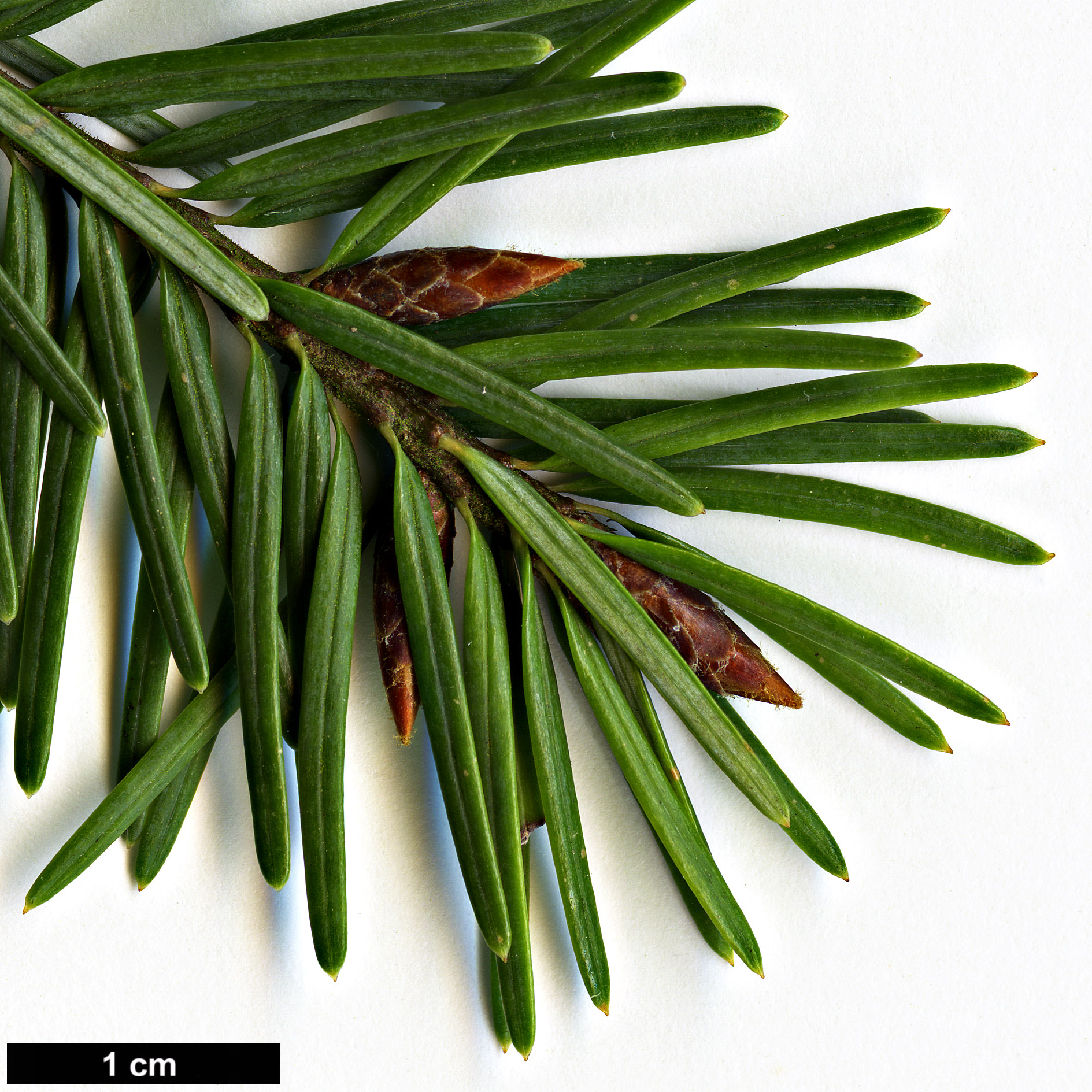 High resolution image: Family: Pinaceae - Genus: Pseudotsuga - Taxon: menziesii - SpeciesSub: var. glauca